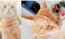 İskilip’te minik sarı kedi “Sipsi” kayıp