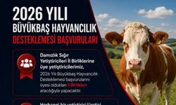 Büyükbaş hayvancılık desteği başvuruları başladı