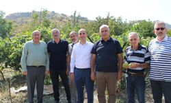 İskilip’te üzüm bağında yerel çeşitler incelendi