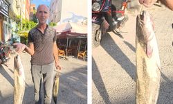 Kızılırmak’ta oltalar boş dönmüyor: Yayın balığı bereketi