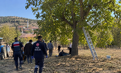 Çorum'da ceviz ağacından düşen kişi hayatını kaybetti