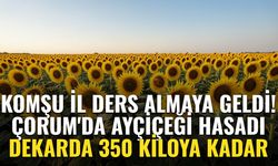 Komşu il Çorum'a ders almaya geldi! Hasat sürüyor, dekarda 350 kiloya kadar verim bekleniyor