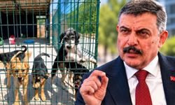 İçişleri Bakanı Mustafa Çiftçi’den sahipsiz hayvan açıklaması: "Barınaklardan sahiplensinler"