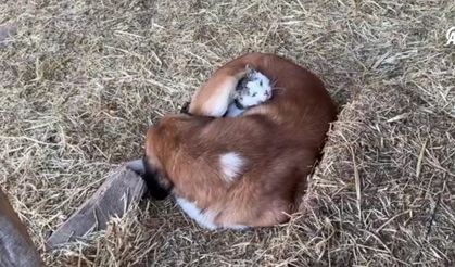 Çorum'da kedi ile köpeğin dostluğu görenleri şaşırtıyor