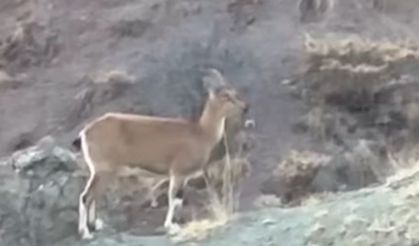 Koruma altındaki dağ keçisi ve yavruları Harput’ta görüntülendi