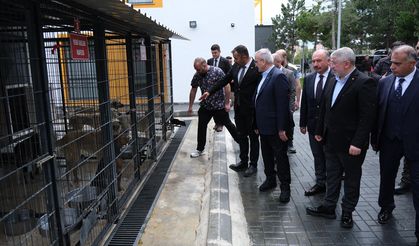 Çorum, Sokak Hayvanları Konusunda Türkiye’ye Örnek Oluyor
