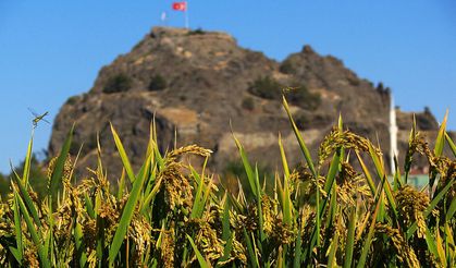 Osmancık-97 neden bu kadar değerli? Uzmanlar anlatacak