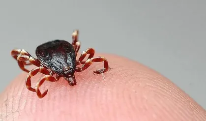 Kene Çorum'da can aldı: Şenay Tokmak hayatını kaybetti