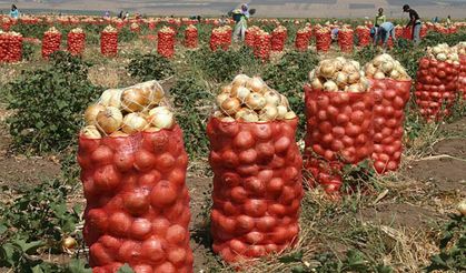 Soğanın kilosu 50 lirayı aştı: Gözler Çorum'daki dev hasada çevrildi