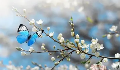 Cemrelerin düşme tarihleri belli oldu