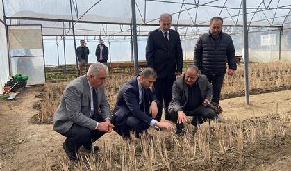 Çorum'da öğrenciler yetiştiriyor: İlaç sanayisinde kullanılıyor