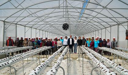 Çorum'a dev sera yatırımı: Hedef Avrupa pazarı