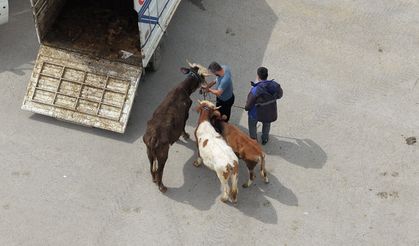 Kurban kesim alanlarında yoğun mesai