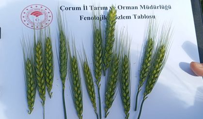 Çorum'da ilk kez ekilen yerli ve milli buğday çeşidi kirve başaklanmaya başladı