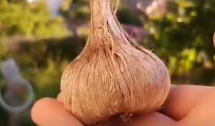 Çorum'da dünyanın en değerli baharatının hasadı başladı