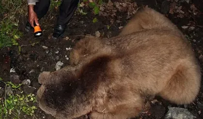 Çorum’da ayı saldırısı: 64 yaşındaki adam ağır yaralandı