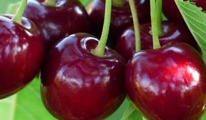 Napolyon kirazı mı, Apolyont kirazı mı? Gelin doğrusuna bakalım