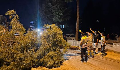 Çorum'da rüzgarın şiddetine dayanamayan ağaç yola devrildi