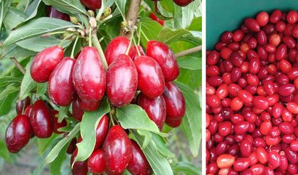 Çorum’da da yetişiyor, faydaları saymakla bitmiyor