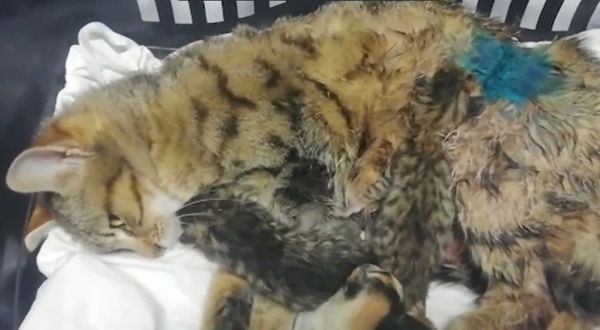 Doğum yapmakta zorlanan kediye sezaryen yapıldı
