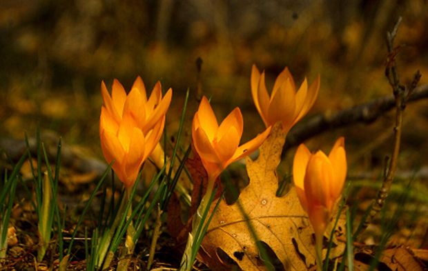 Çorum’da baharın müjdecisi: Çiğdem aşı şenliği yaşatılıyor