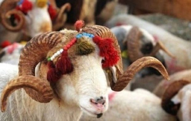 Kurban ibadetinin asırlık yolculuğu: Gelenekten modern uygulamalara değişen bayram kültürü