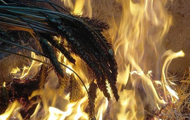Ateşle Kavrulan Gelenek: Firik Sofralara Uzanan Zahmetli Yolculuk