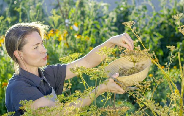 Tarlada sarı altın: 10 dekardan 300 bin lira gelir elde ediliyor
