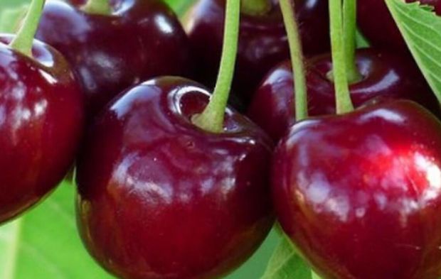 Napolyon kirazı mı, Apolyont kirazı mı? Gelin doğrusuna bakalım