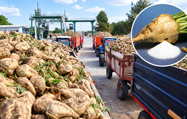 Çorum’da şeker pancarı mesaisi başladı: Tarladan fabrikaya üretim dönemi