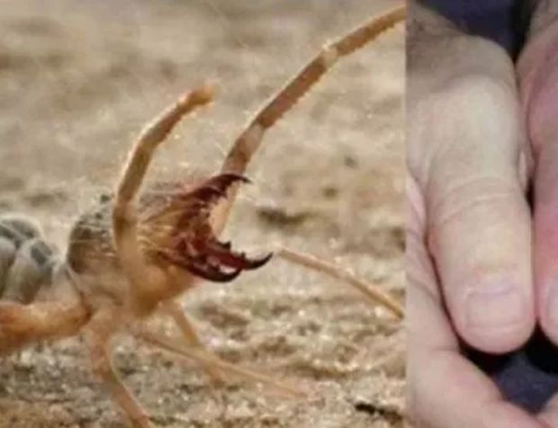 Çorum'da Sarıkız örümceği alarmı