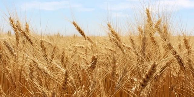 TMO 480 bin ton buğday ithalat edecek