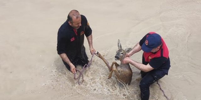 Sulama kanalına düşen yavru geyiği itfaiye kurtardı