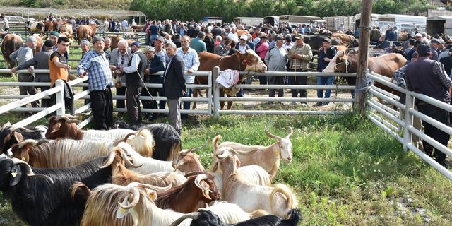 Hayvan pazarında kurbanlıklar görücüye çıktı