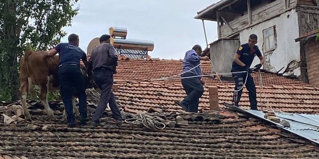 Çatıya çıkan ineği itfaiye ekipleri kurtardı