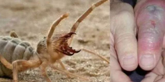 Çorum'da Sarıkız örümceği alarmı