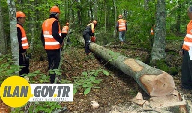 İskilip Orman İşletme Müdürlüğü mesaha danışmanlık hizmeti alacak