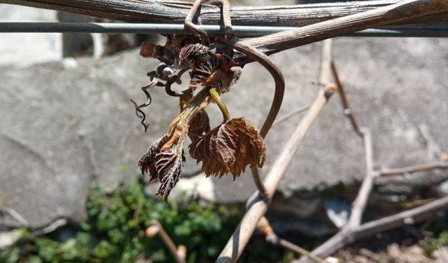 Soğuk hava meyve ağaçlarına zarar verdi