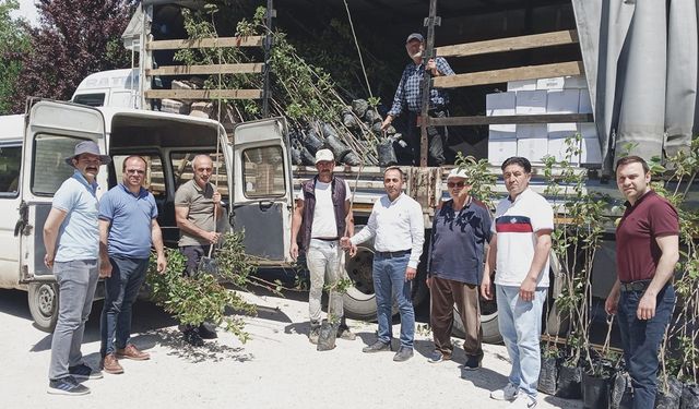 Çorum'da bin Trabzon Hurması fidanı üreticilere dağıtıldı