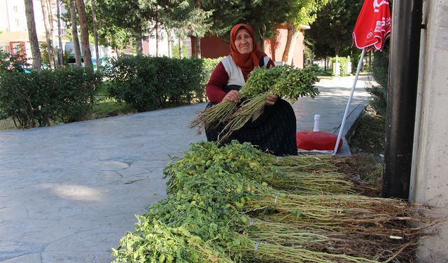 Talep yüksek: Yeşil nohut satışları başladı