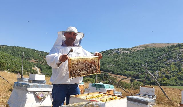 Kırklar Dağı eteklerinde bal mesaisi: Üreticiler hasat için kolları sıvadı