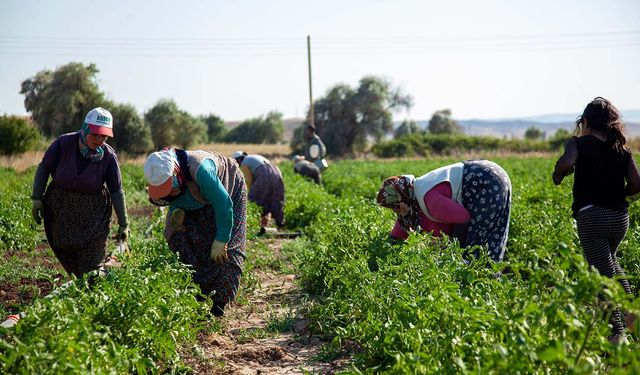 Çorum’da domates hasadı başladı!