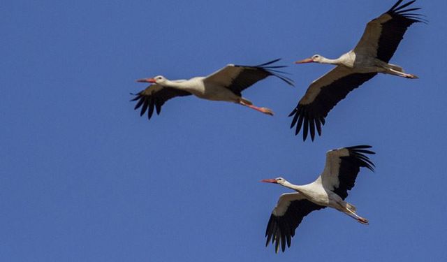 Kargı'da leyleklerin göç manzaraları: Sonbaharın habercileri göç etmeye başladı