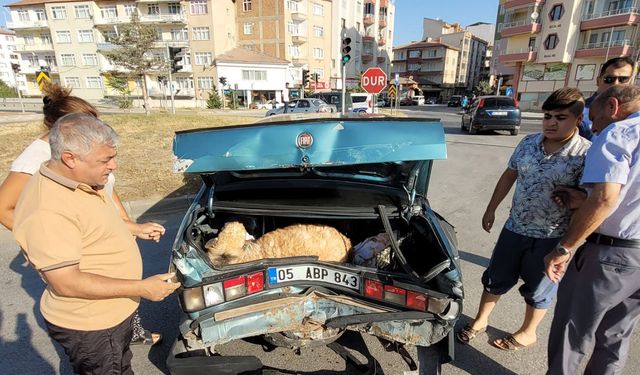 Sungurlu'da Koyunlu kaza: İtfaiye kazada sıkışan koyunu kurtardı