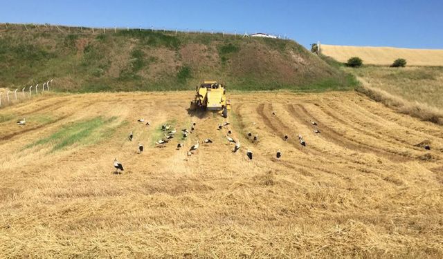 Göç yolundaki leylekler Çorum'da tarlaya indi