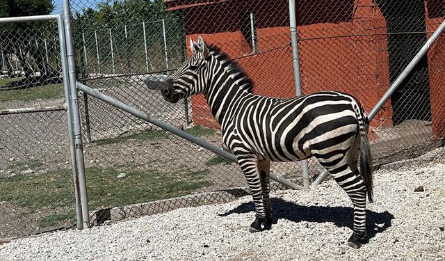 Veliçayırı Hayvanat Bahçesinin yeni misafirleri ilgi odağı oldu