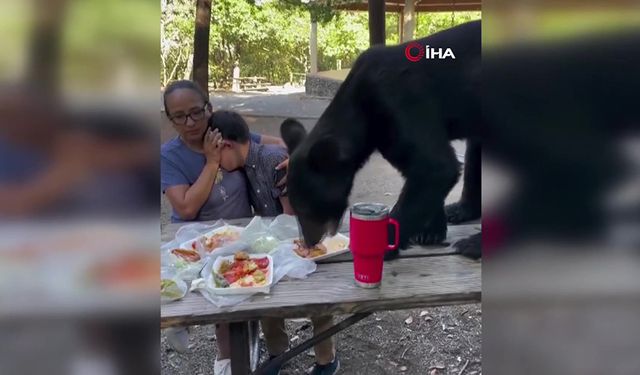 Yürekleri ağza getiren anlar: Ayı piknik masasına dadandı, kadın ve çocuk dondu kaldı