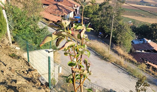 Görenleri şaşırttı: Elma ağacı Eylül’de çiçek açtı