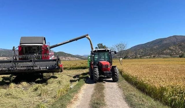 Kargı’da 'Beyaz altın' sofralar için hazırlanıyor