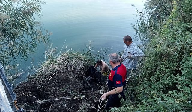 Kızılırmak Nehri'ne düşen inek için itfaiye ekipleri seferber oldu!